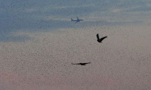 語(yǔ)音早報(bào):達(dá)美航空再曝超售趕客下機(jī)事件401809_ 語(yǔ)音早報(bào):達(dá)美航空再曝超售趕客下機(jī)事件
